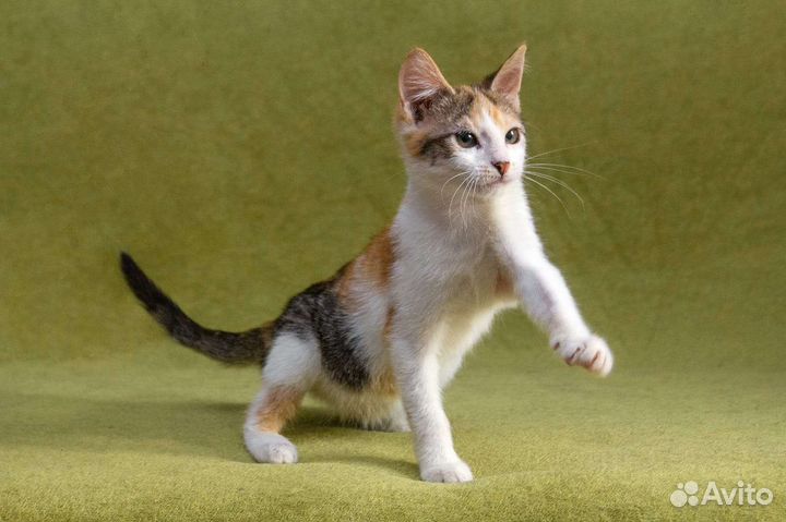 Котёнок, ласковая трёхцветная малышка ищет семью
