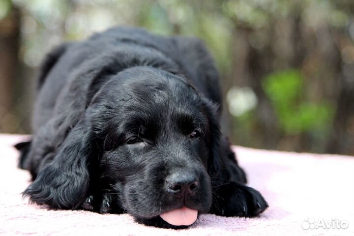 Девочка прямошёрстного ретривера