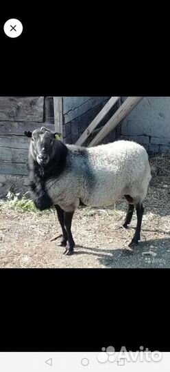 Катумские и Романовские овцы