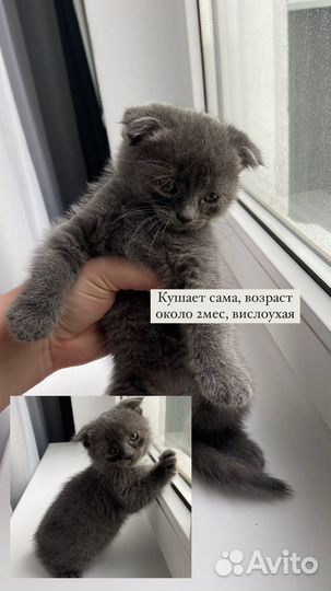 Котёнок девочка вислоухая