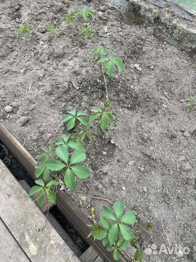 Девичий виноград