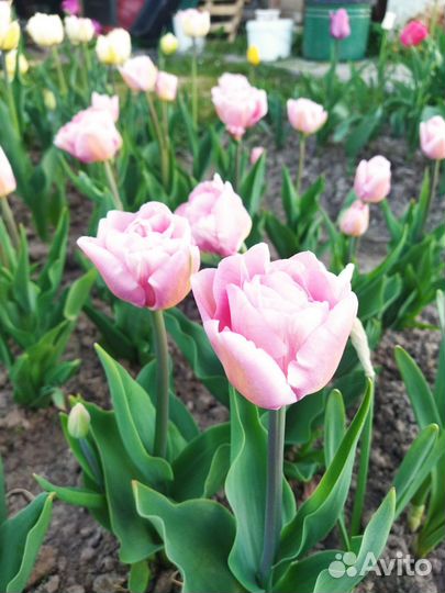 Тюльпан Verona (луковица)