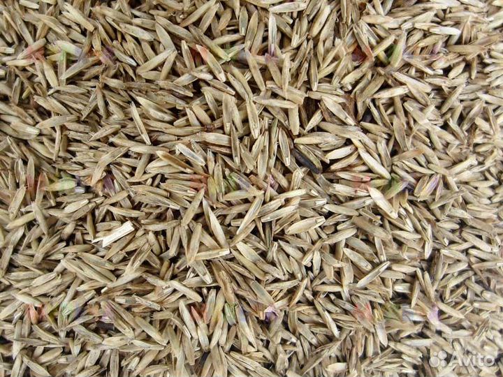 Райграс однолетний