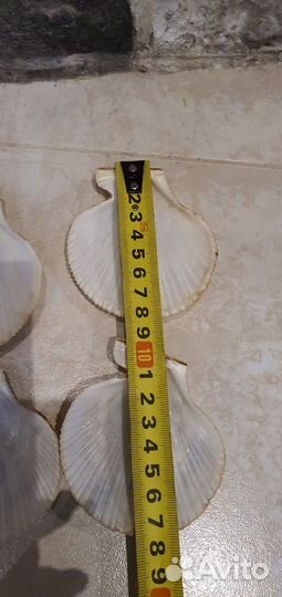 Раковины морские гребешки