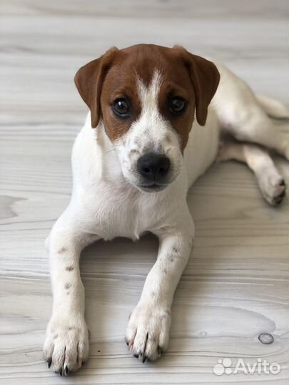 Джек рассел терьер мальчик