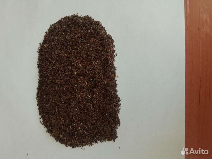 Семена фацелии