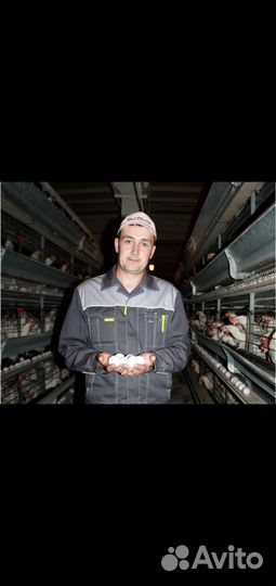 Рабочие на птицефабрику