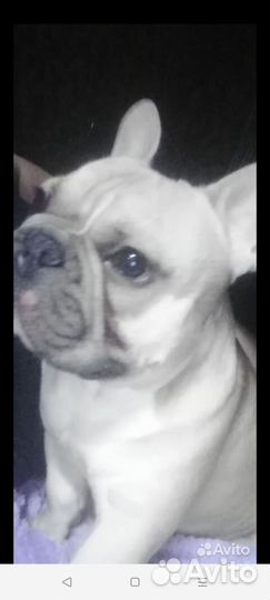 Французский бульдог вязка