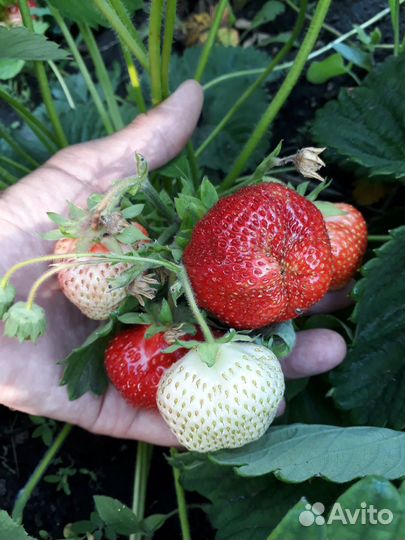 Рассада клубники Чамора Таруси