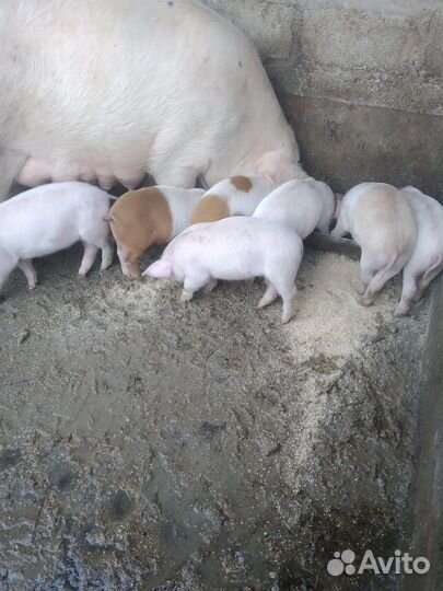 Поросята ландрас дюрок