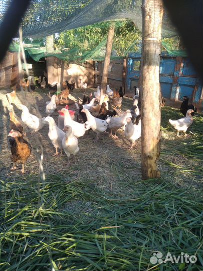 Куры молодки