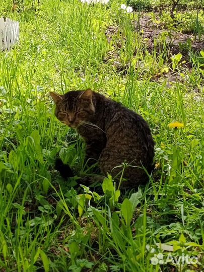 Кот в беде в добрые руки