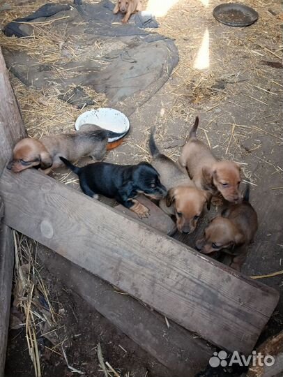 Отдам в добрые руки щенков таксы за шоколадку