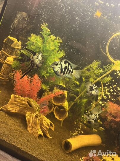 Рыбка сапфировый попугай