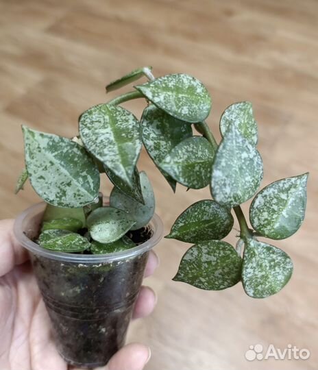 Хойя Лакуноза Эскимио