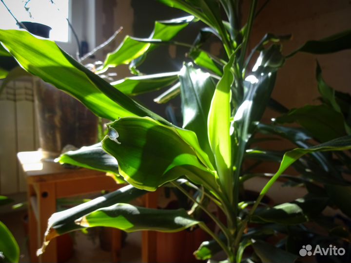 Драцена fragrans Golden Coast