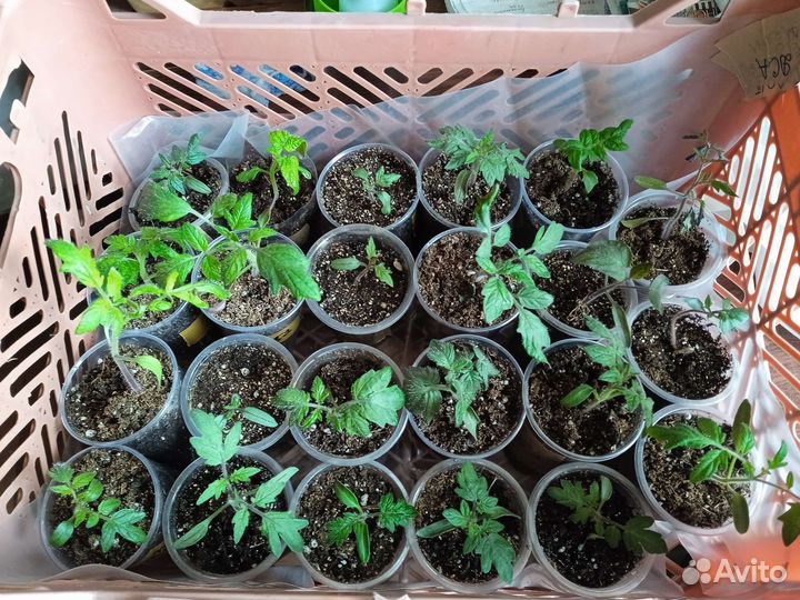 Рассада томатов