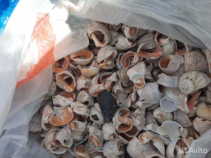 Черноморские ракушки