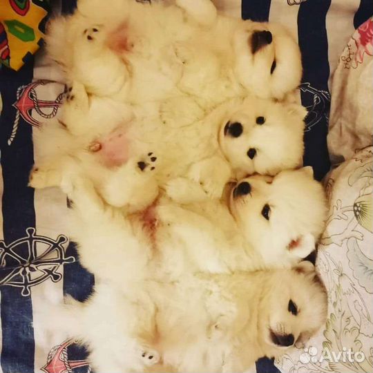 Японский шпиц