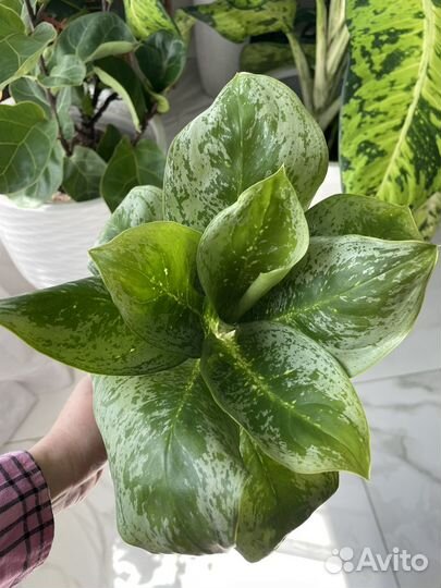 Сортовые аглаонемы