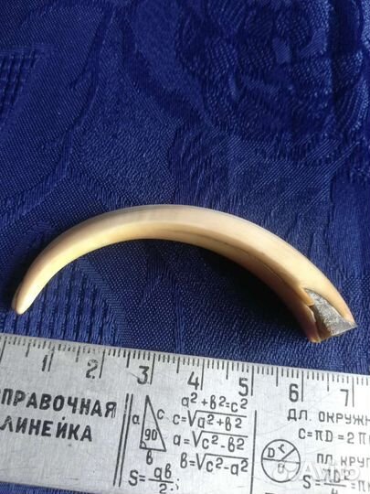 Клыки кабана