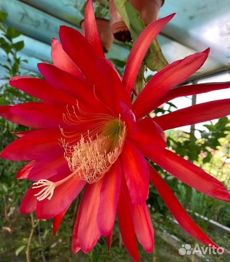 Комнатные растения 1