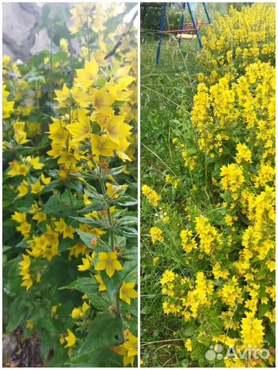 Садовые растения