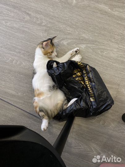 Трехцветная кошечка