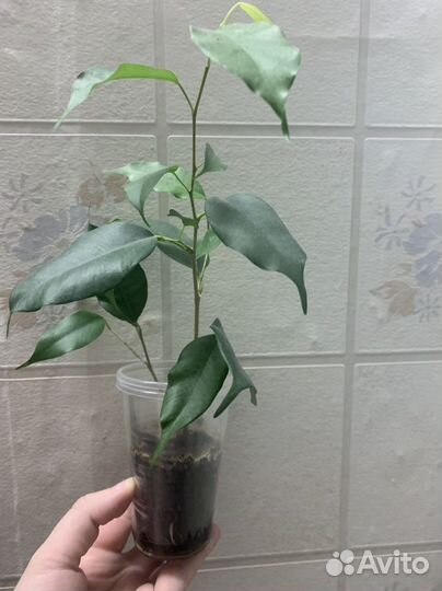 Сансевиерия