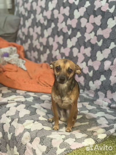 Вязка русский той -терьер