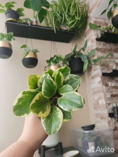 Плющ, Сингониум, Монстера, Эпипремнум, Пеперомия