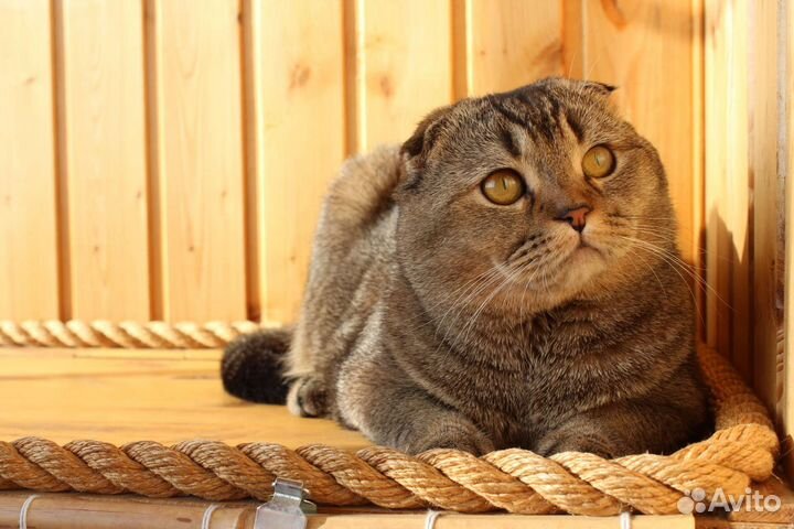 Шотландский вислоухий тикированный кот, вязка