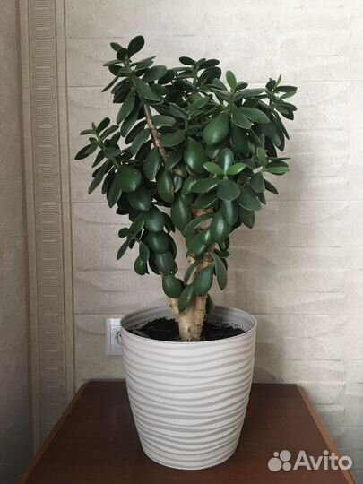 Толстянка(Денежное дерево)