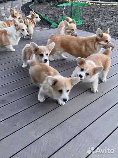 Вельш корги пемброк