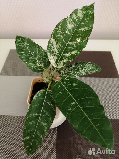 Фикусы Нью Клон, Нитида Гавайи, Альбомаргината