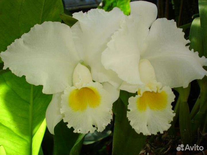 Нарцисс махровый-луковицы