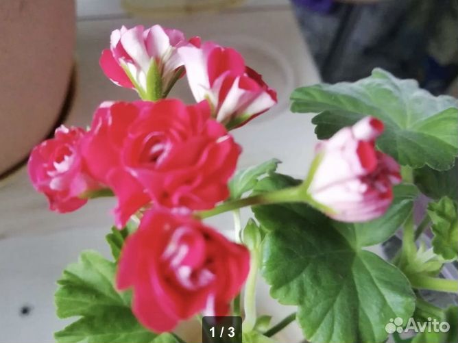 Пеларгония розебудная (сейчас цветет)