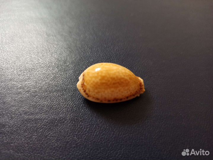 Морская раковина