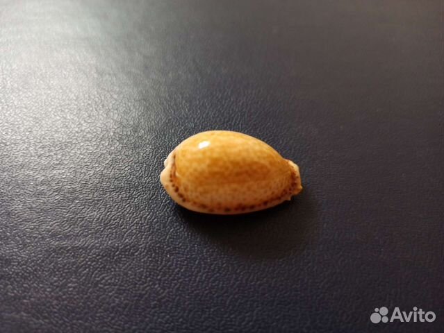 Морская раковина