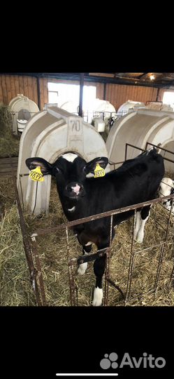 Телята бычки на откорм