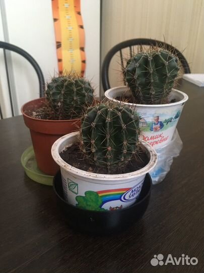 Кактус в горшке