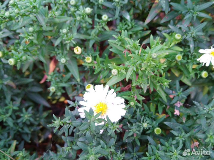 Сентябринки