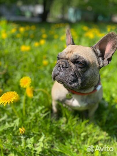 Французский бульдог отдам в добрые руки