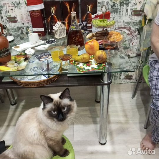 Вязка кошек