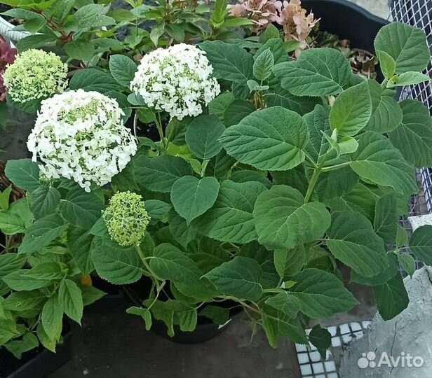 Гортензия древовидная