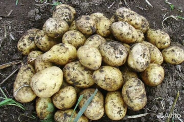 Продам картофель