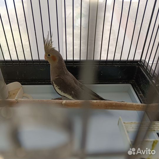 Попугай корелла птенец