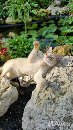 Симба ищет дом