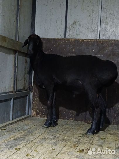 Баран чистый Гисар