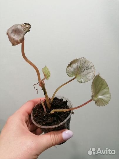 Бегонии декоративнолиственные детки